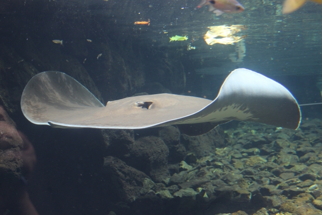 岩の多い水槽内を泳ぐ大きな淡水エイと小型魚の群れ
