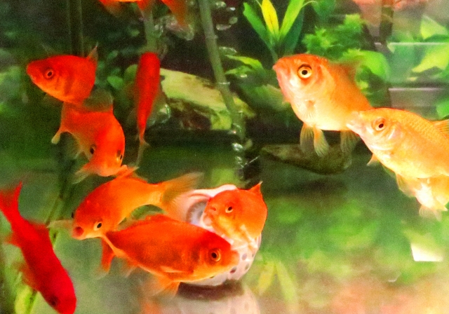 水草が植えられた水槽内を泳ぐ複数の赤い金魚たち