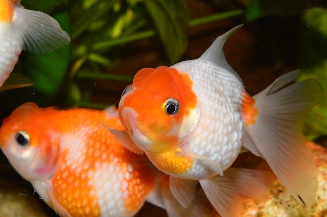 丸い体と白い鱗が特徴的な赤白の金魚と水草