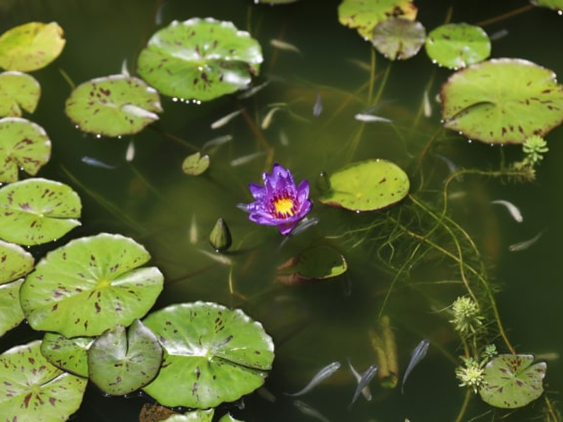 睡蓮の紫の花と浮き葉の間を泳ぐメダカの群れ