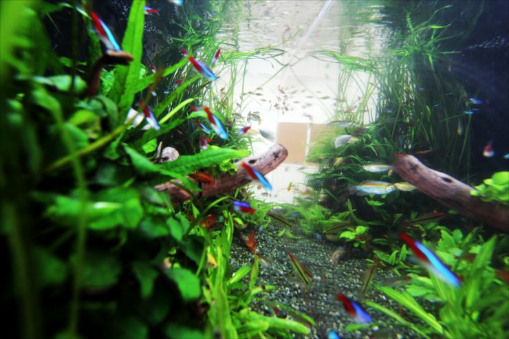 水草が茂る水槽内を泳ぐネオンテトラの仲間と流木