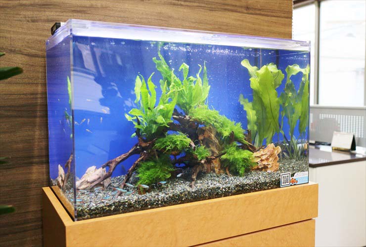 流木と水草を配置したネオンテトラの仲間の泳ぐ水槽