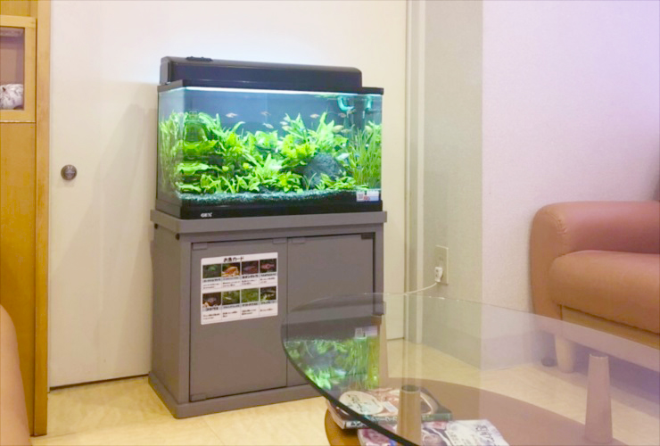 リビングに設置された水草の茂る60cm水槽と専用台