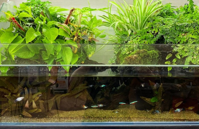 観葉植物とネオンテトラの仲間が泳ぐアクアテラリウム