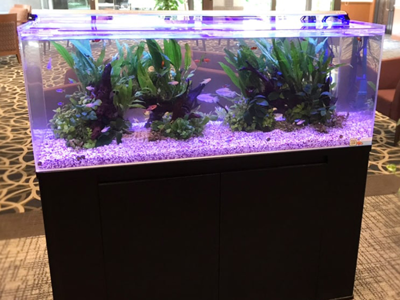 流木と水草を配置した紫色の照明が光る大型水槽