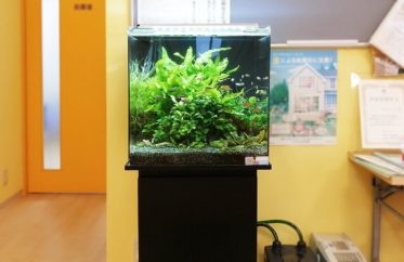 水草が茂る水槽と泳ぐ小型カラシンやグッピーの仲間