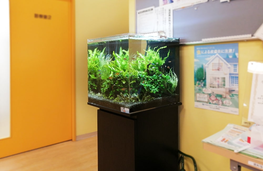 室内の黄色い壁際に置かれた水草が茂る小型水槽と黒い水槽台