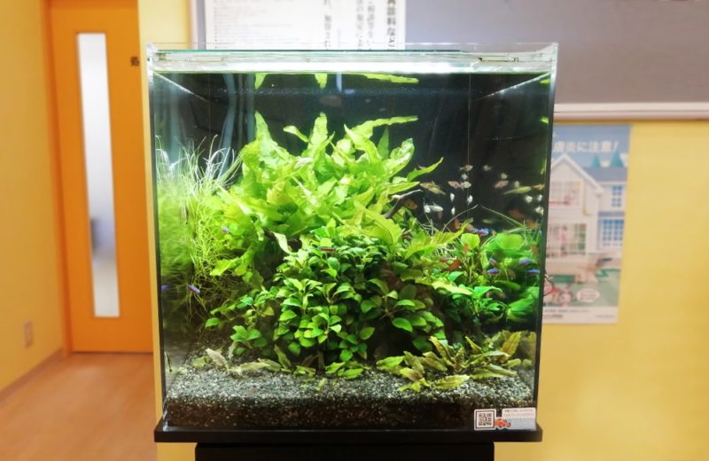 神奈川県川崎市 内科クリニック様 45cm淡水魚水槽 水槽レンタル事例 水槽画像2