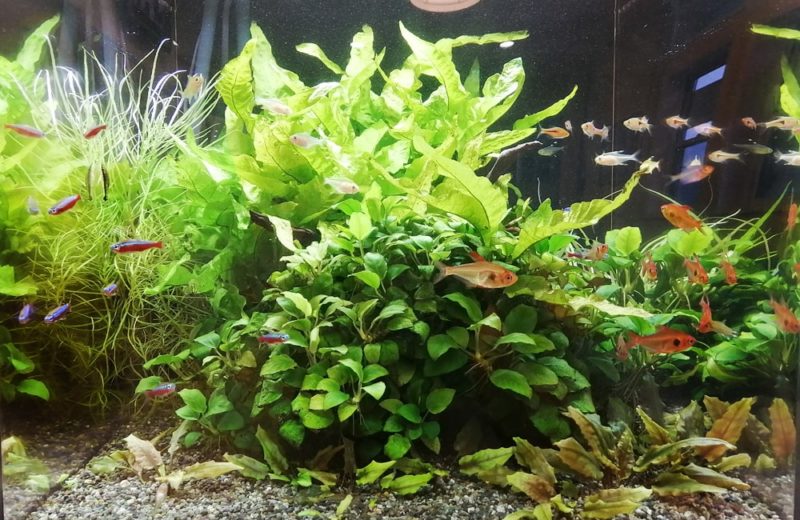 神奈川県川崎市 内科クリニック様 45cm淡水魚水槽 水槽レンタル事例 水槽画像3