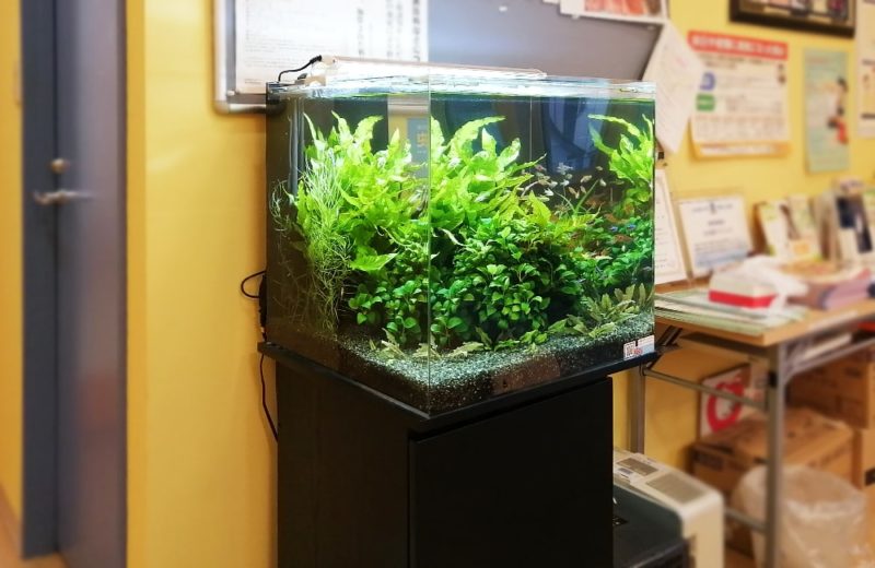 神奈川県川崎市 内科クリニック様 45cm淡水魚水槽 水槽レンタル事例 水槽画像4
