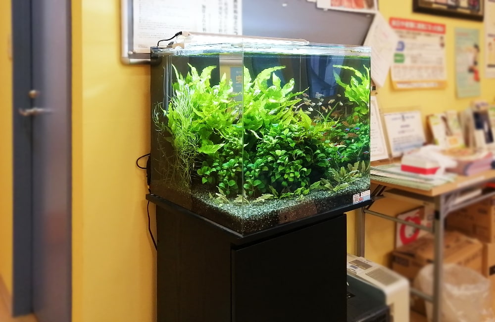 アヌビアス類や水草が茂る室内設置の小型水槽レイアウト