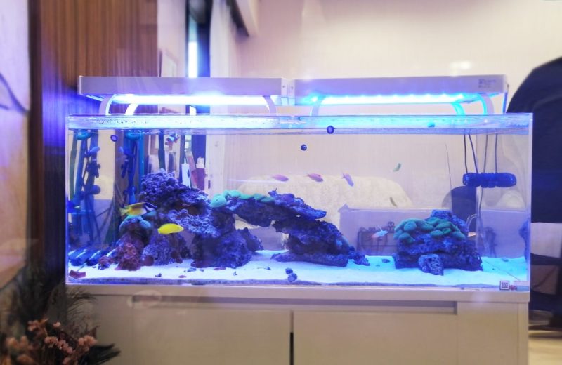 青い照明が灯る海水魚水槽とライブロックのレイアウト