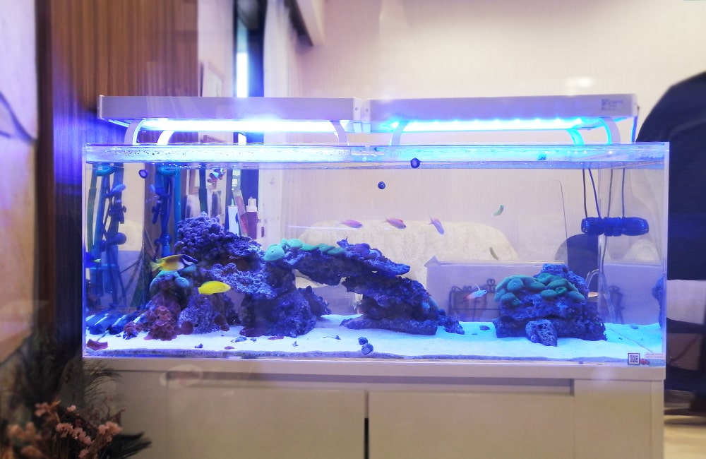 青い照明が灯る海水魚水槽とライブロックのレイアウト