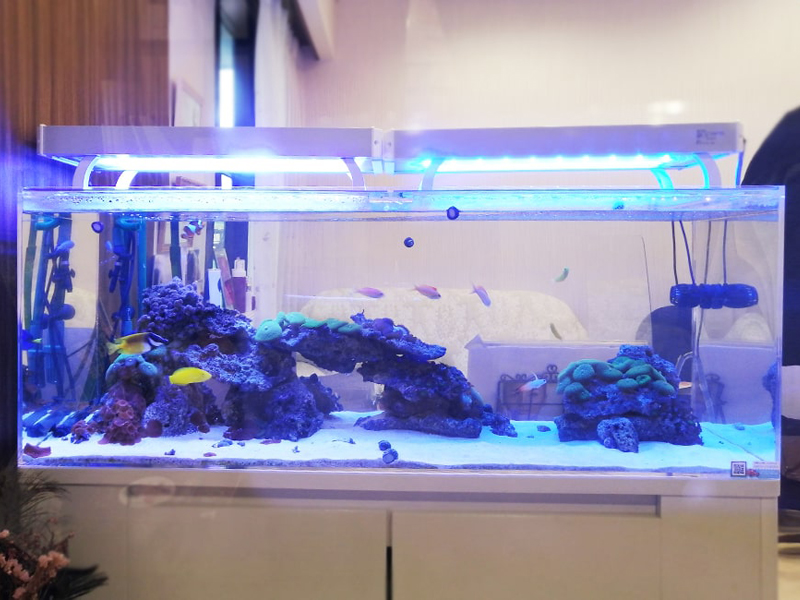 青い照明に照らされた海水魚水槽とライブロックのレイアウト
