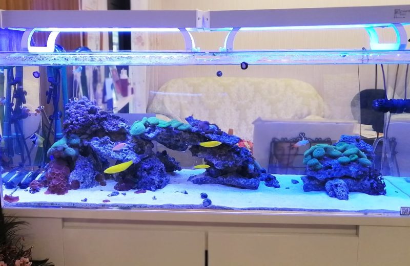立川市 美容サロン様 店内で輝く120cm海水魚水槽 水槽リース事例 水槽画像3