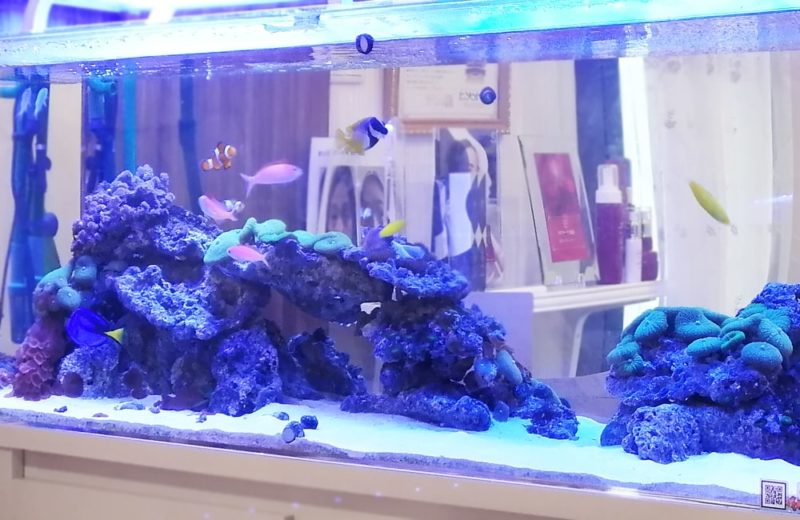 立川市 美容サロン様 店内で輝く120cm海水魚水槽 水槽リース事例 水槽画像4