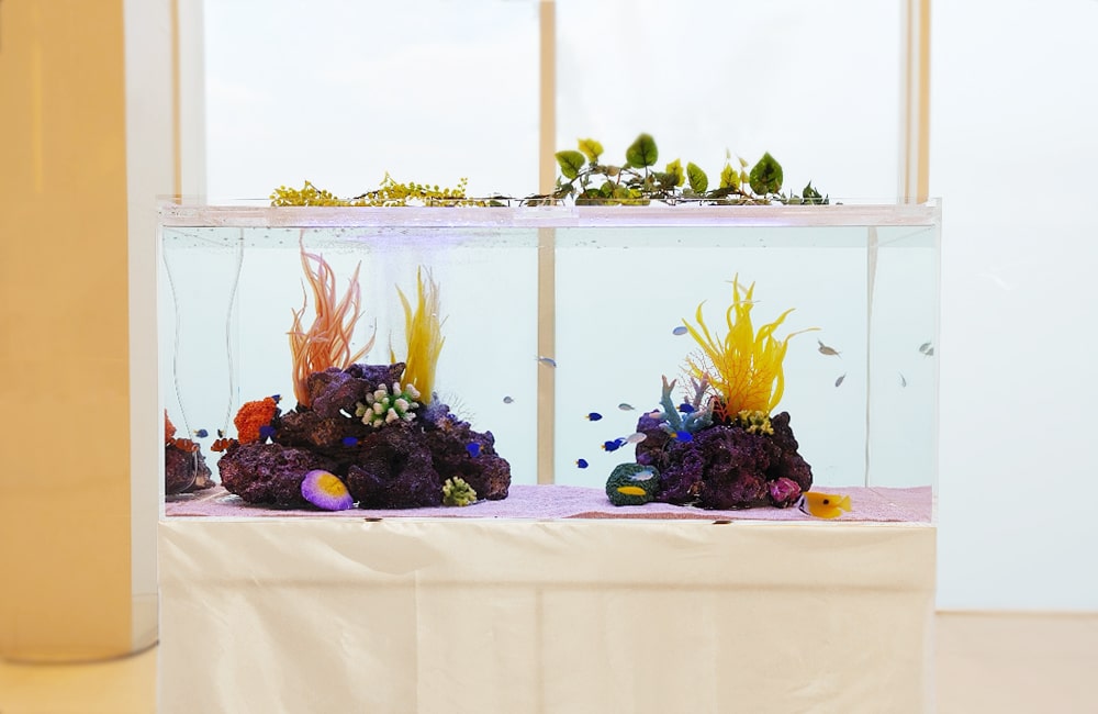 1日だけの短期レンタル　120cm海水魚水槽　短期レンタル事例 メイン画像