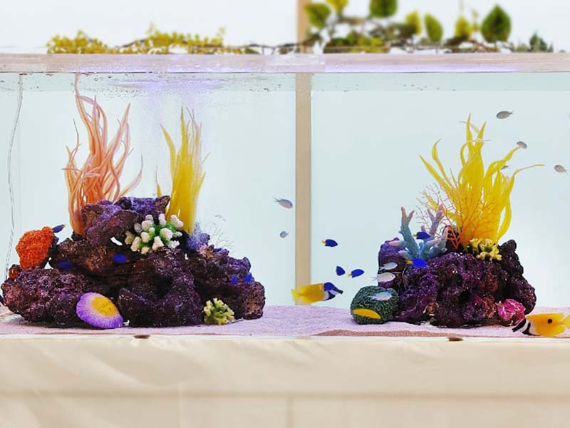人工サンゴと海水魚が泳ぐ海水魚水槽のレイアウト