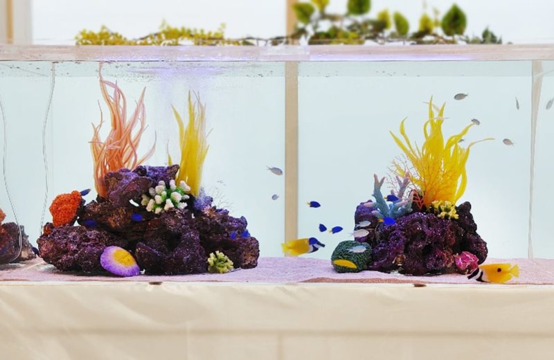 1日だけの短期レンタル 120cm海水魚水槽 短期レンタル事例 水槽画像3
