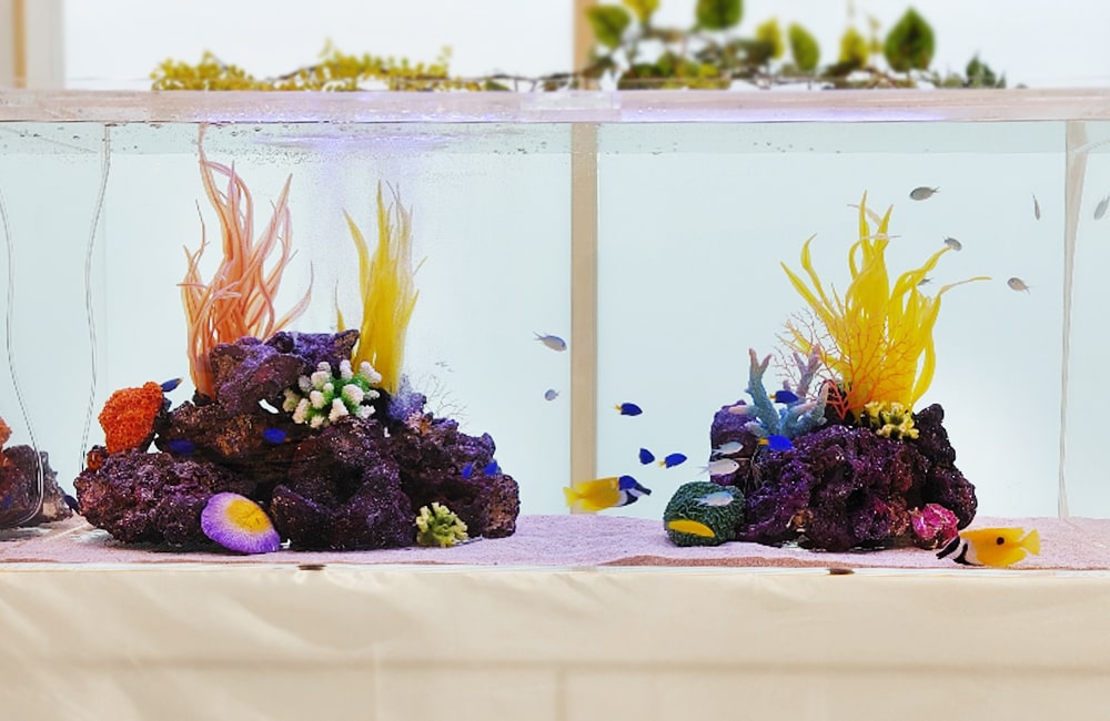 120cm海水魚水槽　水槽レイアウト
