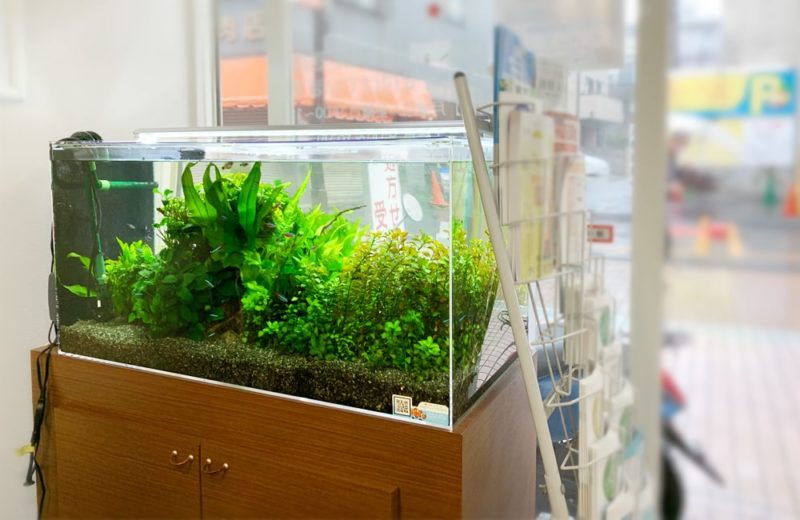 豊島区 薬局様 入口に設置した90cm淡水魚水槽 水槽レンタル事例 水槽画像2