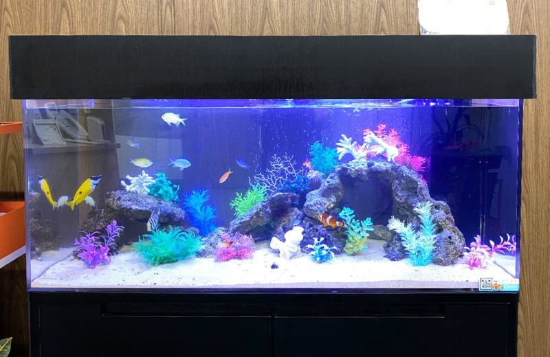 神奈川県 企業様 オフィスに設置した120cm海水魚水槽 水槽レンタル事例 水槽画像1
