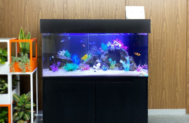 神奈川県 企業様 オフィスに設置した120cm海水魚水槽 水槽レンタル事例 水槽画像3