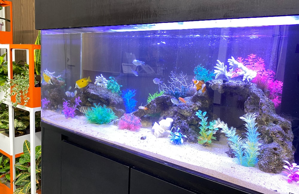 カラフルな人工水草と海水魚が泳ぐ大型水槽のレイアウト