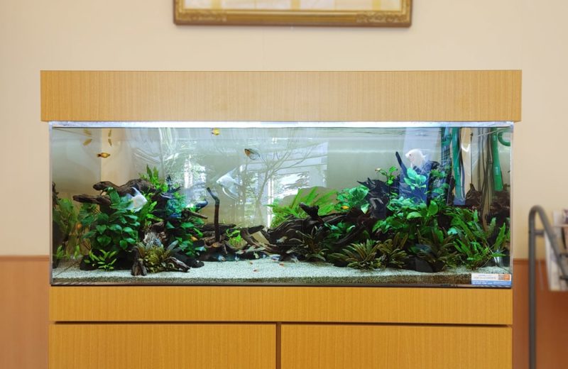 愛知県豊田市 病院に設置した120cm淡水魚水槽 水槽リース事例 水槽画像1