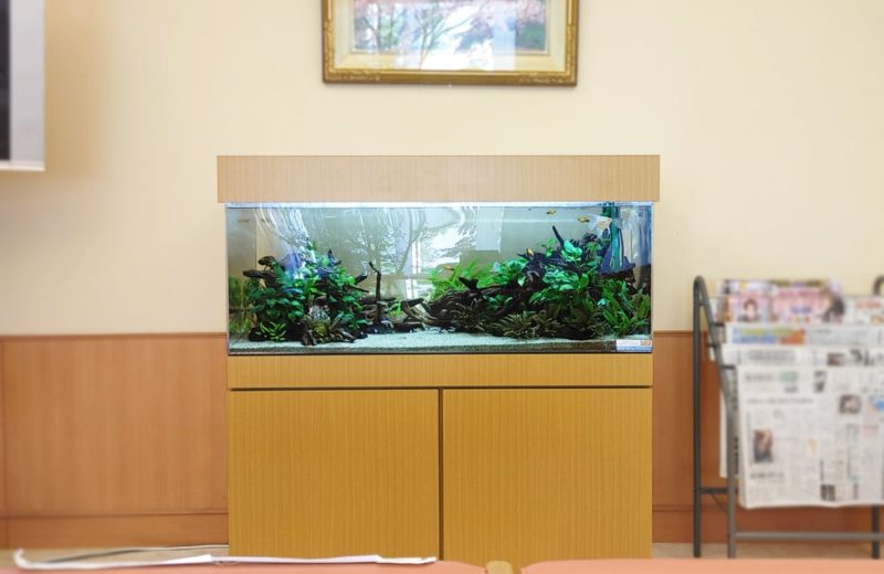愛知県豊田市 病院に設置した120cm淡水魚水槽 水槽リース事例 水槽画像2