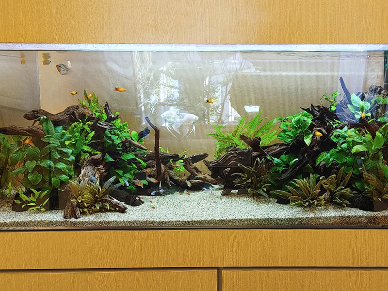 流木と水草を配置した大型水槽を泳ぐエンゼルフィッシュ類