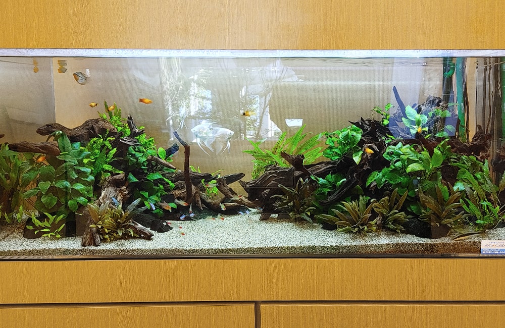 流木と水草を配置した大型水槽を泳ぐ熱帯魚とエンゼルフィッシュ