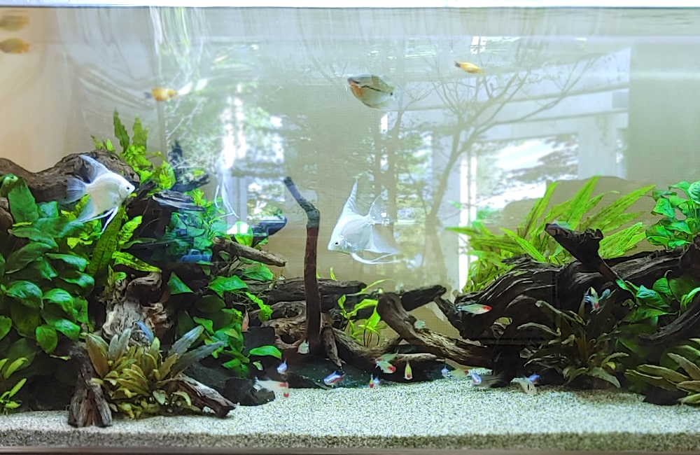 淡水魚水槽 水槽レンタル 熱帯魚