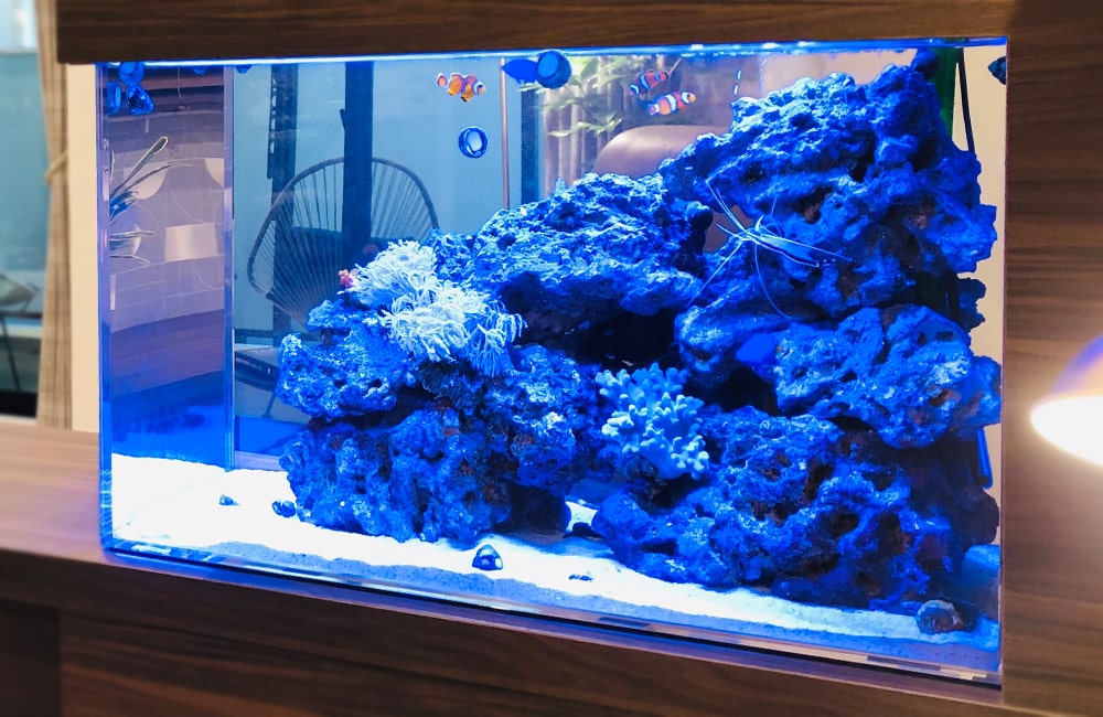 海水魚水槽　アクアリウム　熱帯魚