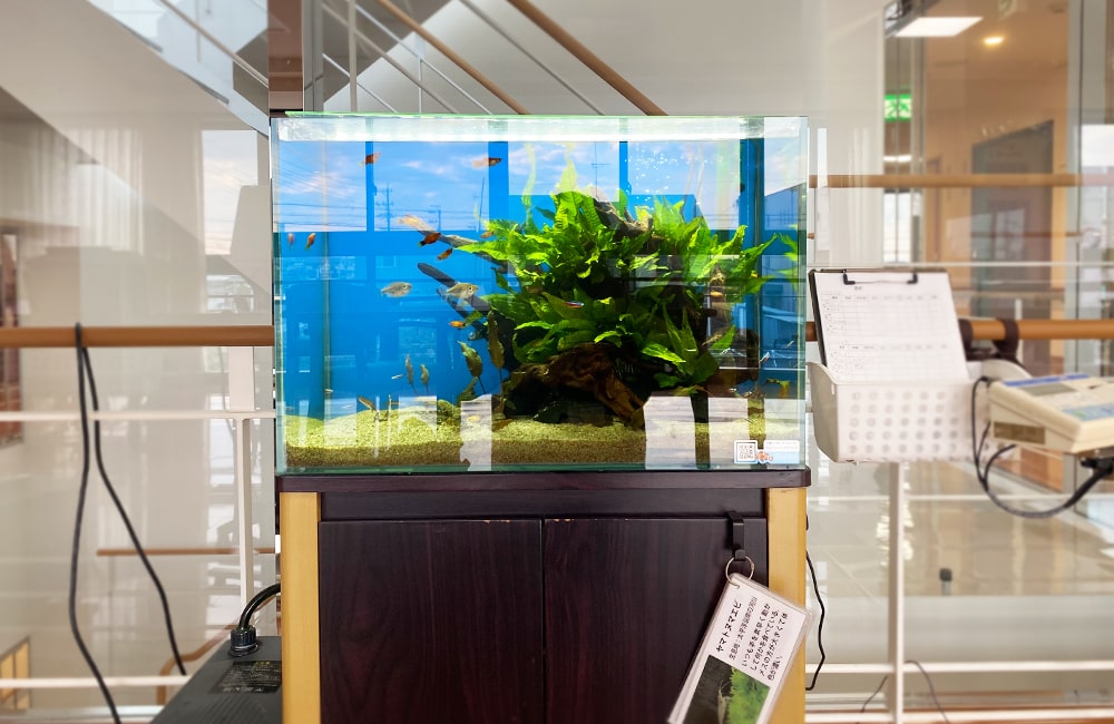 有料老人ホーム様 60cm淡水魚水槽 水槽レンタルサービス事例