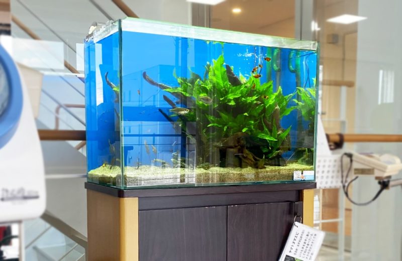 有料老人ホーム様 60cm淡水魚水槽 水槽レンタルサービス事例 水槽画像3