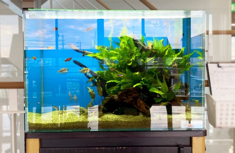 有料老人ホーム様 60cm淡水魚水槽 水槽レンタルサービス事例 水槽画像4