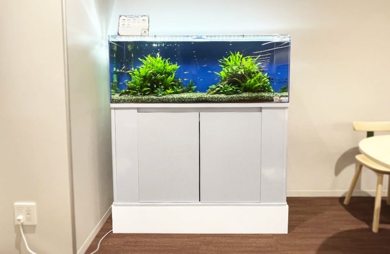 足立区　文教大学様　120cm 淡水魚水槽　水槽レンタル事例 水槽画像４
