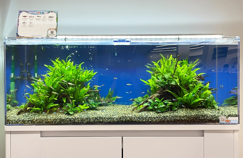 青い背景に水草と流木を配置した大型の熱帯魚水槽