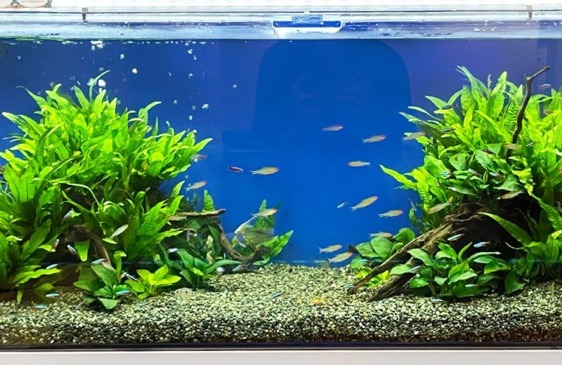 足立区　文教大学様　120cm 淡水魚水槽　水槽レンタル事例 水槽画像３