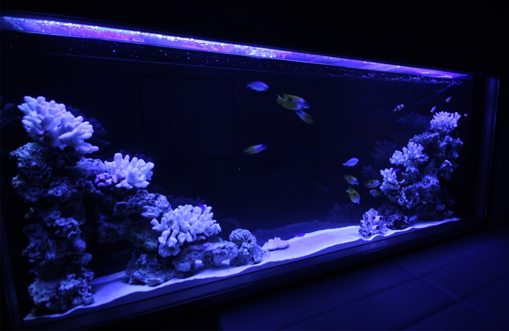 青い照明に照らされたサンゴと熱帯魚の大型海水水槽