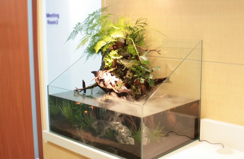 港区赤坂　オフィス　60cmアクアテラリウム水槽　販売・メンテナンス事例 水槽画像２
