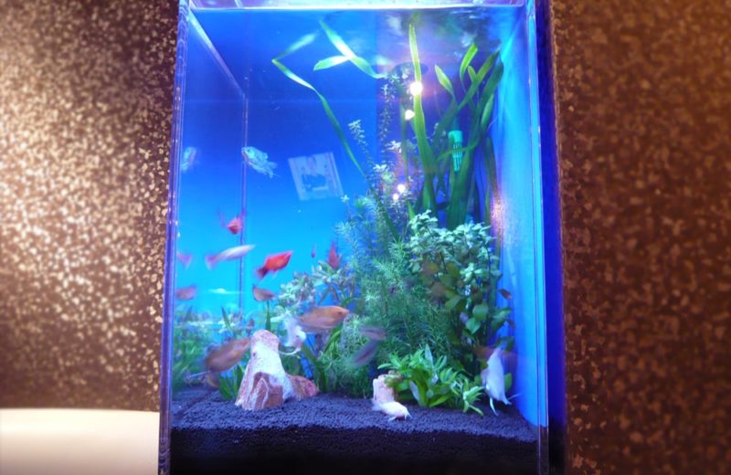 東京都 飲食店 120cm海水魚水槽+45cm淡水魚水槽 水槽レンタル事例 水槽画像5