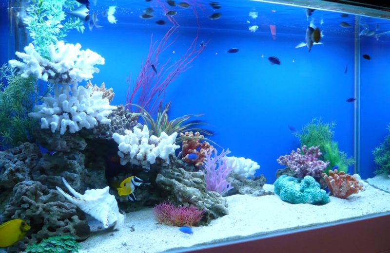 東京都 飲食店 120cm海水魚水槽+45cm淡水魚水槽 水槽レンタル事例 水槽画像3