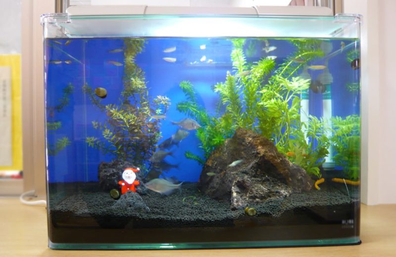 東京都杉並区 保育園様 45cm淡水魚水槽 レンタル事例 水槽画像1