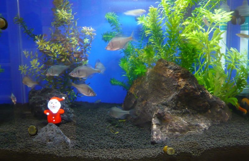 東京都杉並区 保育園様 45cm淡水魚水槽 レンタル事例 水槽画像3