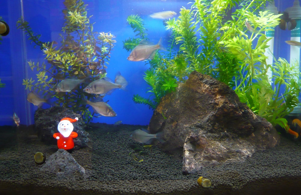 サンタの置物と水草がある淡水魚水槽のレイアウト