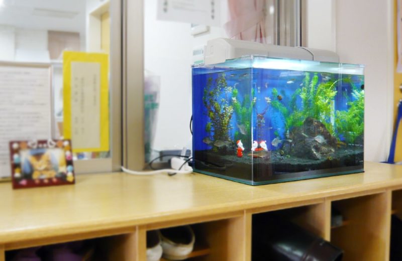 東京都杉並区 保育園様 45cm淡水魚水槽 レンタル事例 水槽画像4
