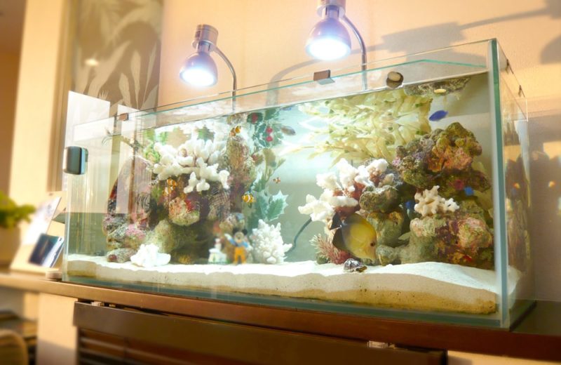 神奈川県　ご自宅　90cm海水魚水槽　定期メンテナンスサービス事例 水槽画像１