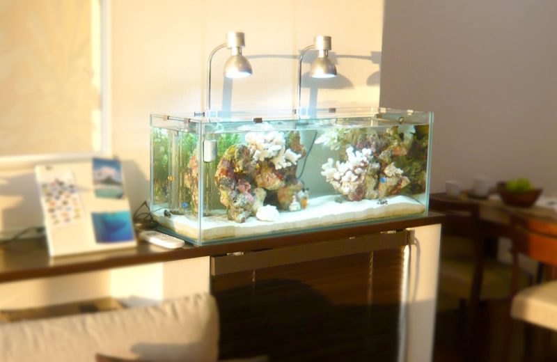 神奈川県　ご自宅　90cm海水魚水槽　定期メンテナンスサービス事例 水槽画像２